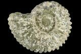 Bumpy Ammonite (Douvilleiceras) Fossil - Madagascar #115625-1